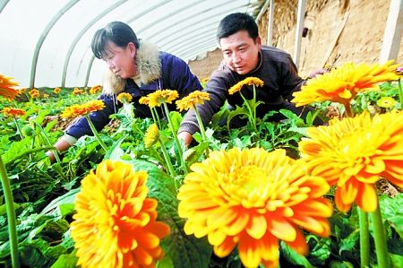 灵宝市北厥山村大力发展花卉大棚 寒冷冬日采摘鲜花
