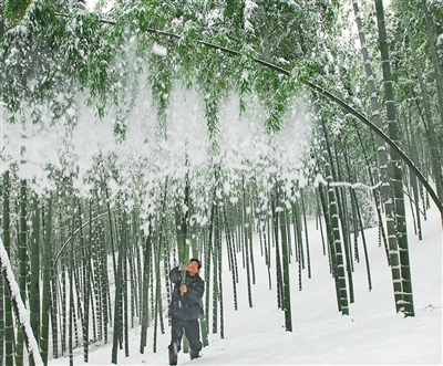 竹农在给遭受雪压的毛竹清除积雪