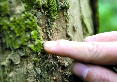 重庆市南山林区树木白蚁泛滥 伤不起(图)