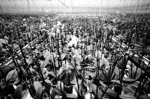 图为宝克力温室中盛开的漂亮花卉。