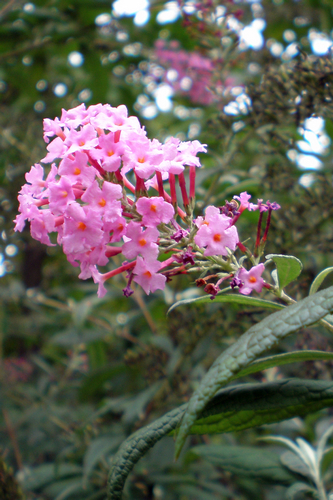 秋末上海植物园赏花：果更红 叶更浓 花更艳