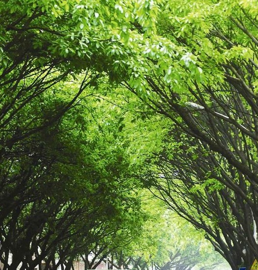 龙岩龙川路绿树成荫