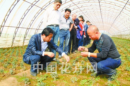 金叶水蜡的“孪生兄弟”—紫叶水蜡走红北方苗木市场