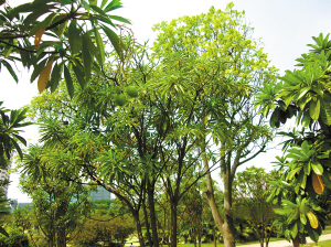 文华公园内的海芒果树上结的果实很像芒果