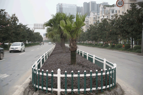 绿化带建围栏 眉山东坡大道更靓丽(图)