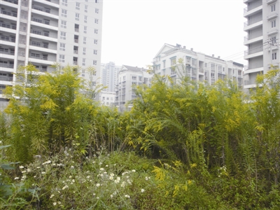 浙江温州荒地现大片“霸王花”威胁生态环境