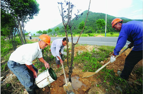 种植行道树美化新农村