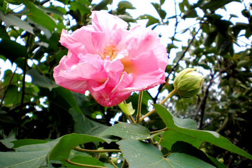 秋末上海植物园赏花：果更红 叶更浓 花更艳