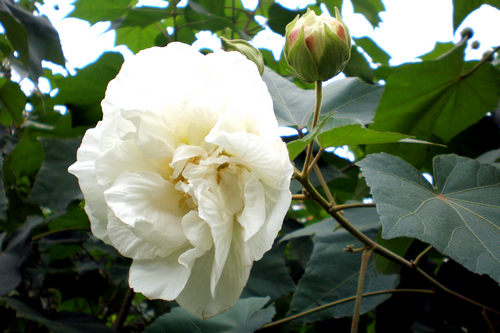 秋末上海植物园赏花：果更红 叶更浓 花更艳