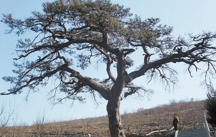 辽阳发现树龄最大古树 已超700年