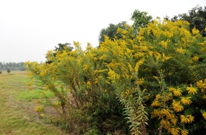 江苏扬州：一枝黄花现身西区 