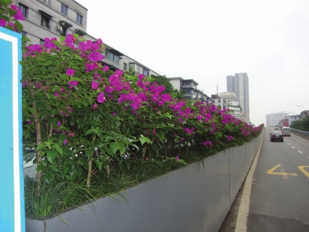 栽上三角梅后的跨线桥