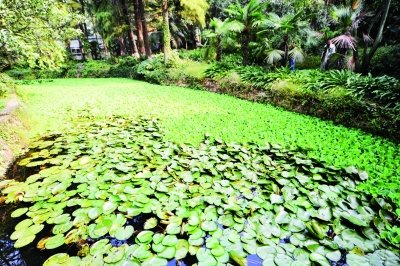 湖北入侵生物总数已达163种 水白菜能在短期长成一片