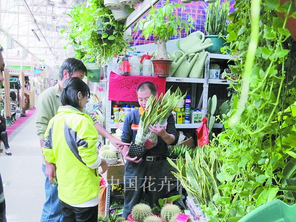 北京花市虎尾兰受消费者欢迎