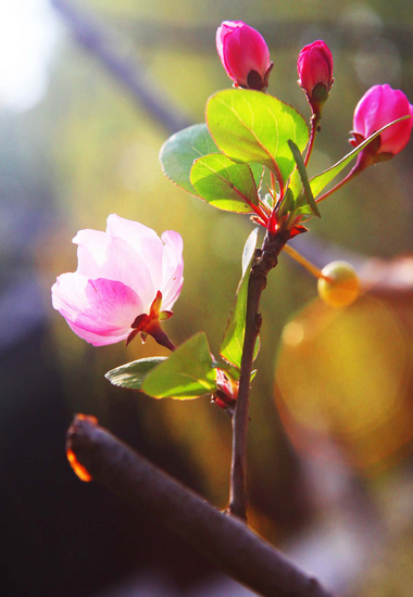 四季花卉同开