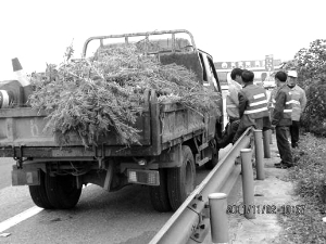 江西横峰清除“加拿大一枝黄花”