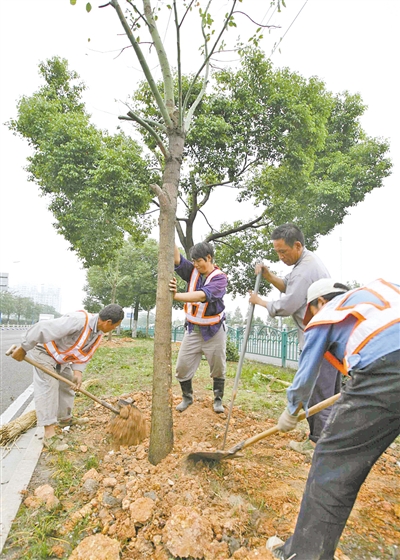 园林工人在市区会展路种植樟树