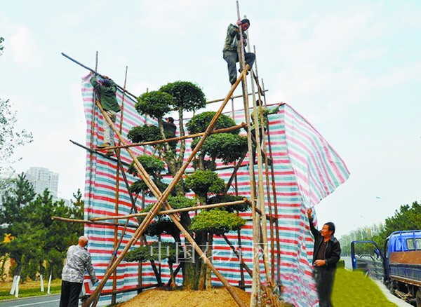 山东蓬莱为沿海植物穿上“防寒服”