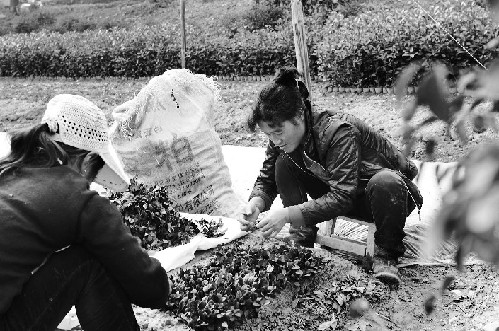 浙江金华：苗木价格跌了 人工费涨了