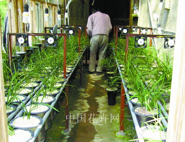 地下室养兰采光与通风很重要。