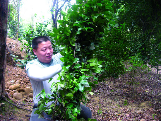 张兴权在捆扎茶花树