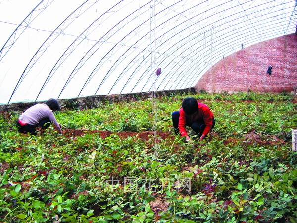 北方月季花农备战情人节用花高峰