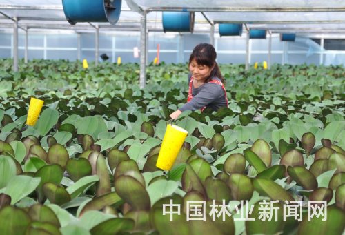 花卉示范园员工在管理蝴蝶兰苗