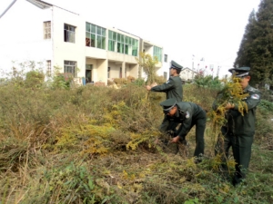 江苏常州市：清剿“一枝黄花”