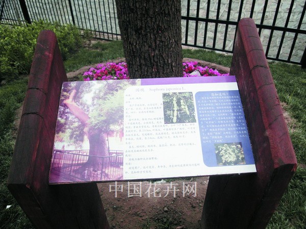 北京“京城槐园”入口处的槐树标牌，提及了刘罗锅与槐树的趣闻。