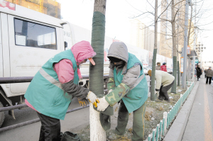 沈阳地区首用“植物绷带”给树木穿“棉袄”