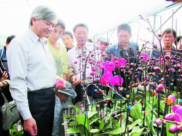专家推荐蝴蝶兰运输资材———花托