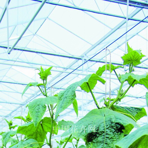 2011年HortiFair技术性创新奖提名