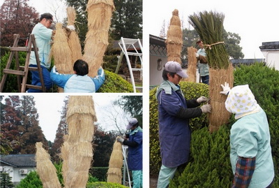 上海植物园铁树“穿衣”御寒过冬防虫害