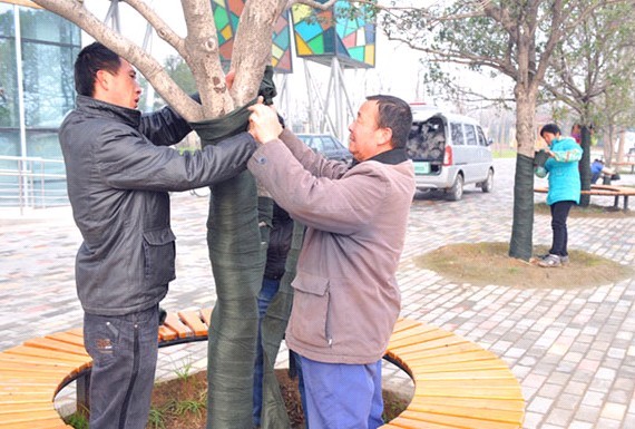 寒流袭来 郑州绿博园给绿树“穿冬衣”