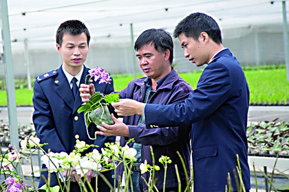 广东珠海：严防时令花卉和种苗传出有害生物