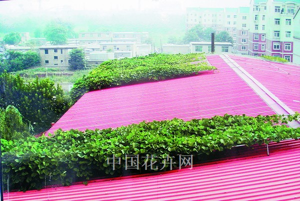屋顶绿化无禁区，史子明让铁皮屋顶绿化变为现实