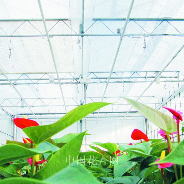 2011年HortiFair技术性创新奖提名