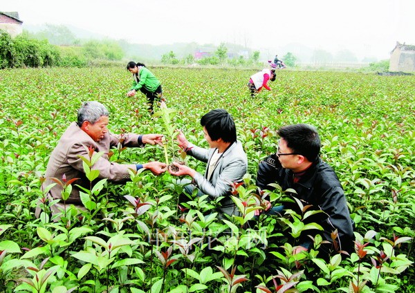 湖南新宁桂花进入冬销旺季