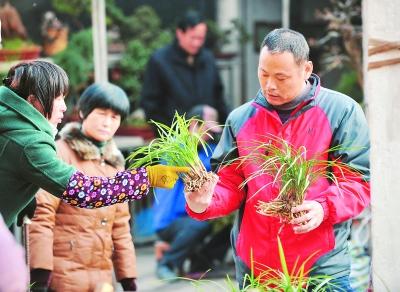 冬季以来，在市内一些花市，各色品种的兰花备受市民青睐