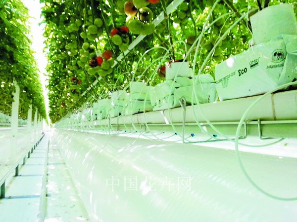 2011年HortiFair技术性创新奖提名