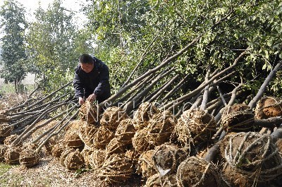 安徽芜湖：荒岗地上兴起苗木“经济”