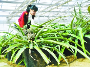 北京：“花盆菠萝”一盆百元(图)