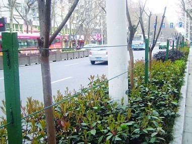 中山南路南段西侧已经安装好的“绿护栏”。