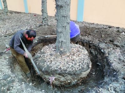 配合道路拓宽改造工程