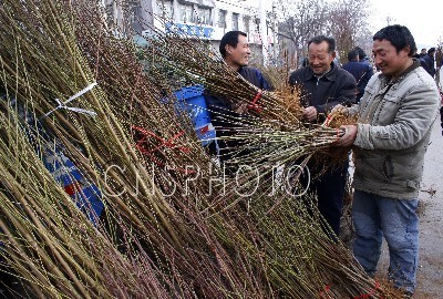 山东：三月春风暖 苗木市场旺
