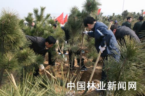 潍坊：全民义务植树40余万株
