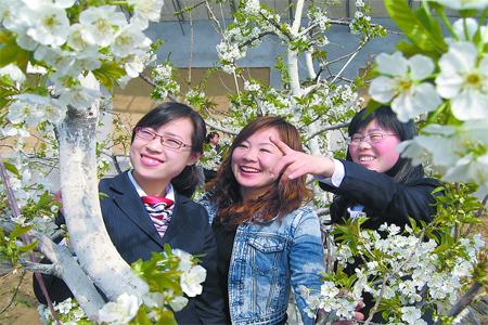 莱芜大棚樱桃花惹人醉 