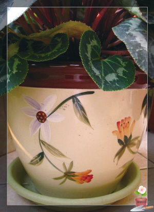 又到撒种插苗时间 搜罗合适的花盆