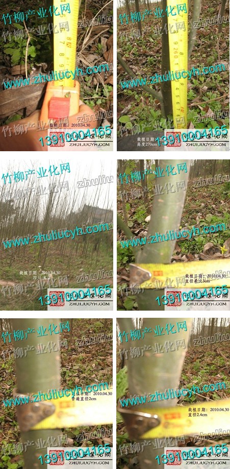 科隆实业2011年竹柳客户回访展示