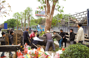 昨日上午，禅城园林处工作人员在佛山大道北文昌路段种植秋枫